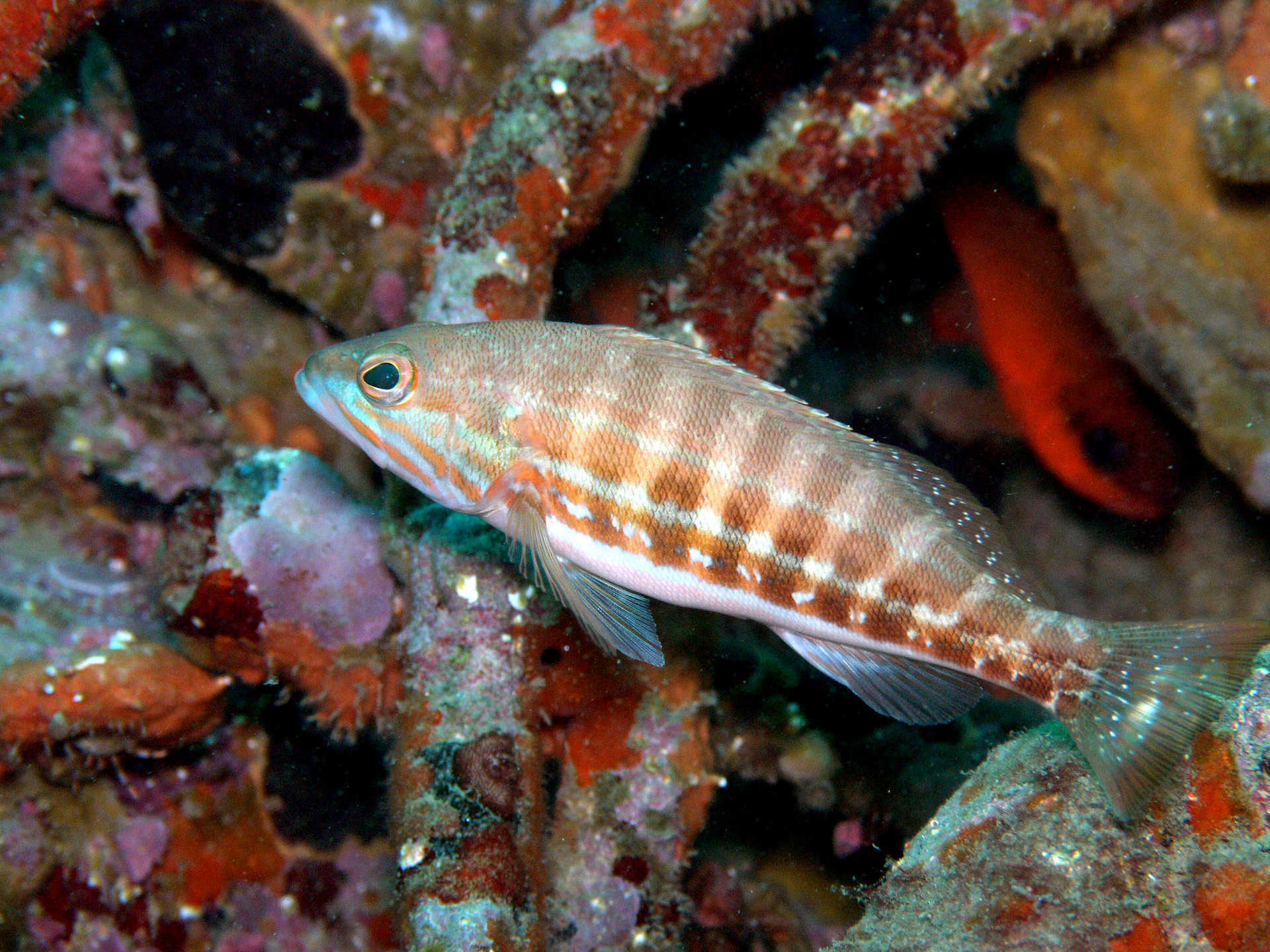 Spainventure Fauna in a sea diving Fuengirola por fin lo hicimos