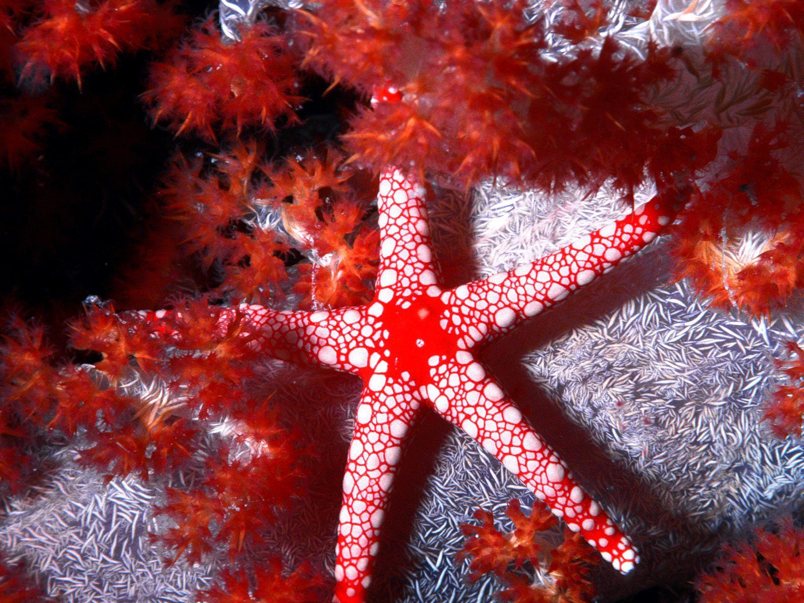 Spainventure Star fish Diving Fuengirola por fin lo hicimos