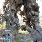 spainventure-ancient-olive-tree-in-malaga-province-adventure-4x4-a-hole Aventura entre Olivos