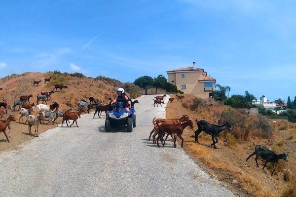 Quad Bike Trip at Mijas goats animals